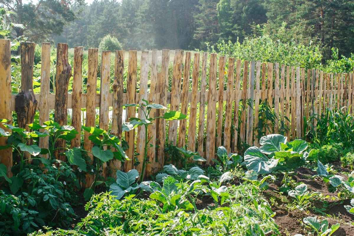 Protégez votre potager avec une clôture solide et élégante